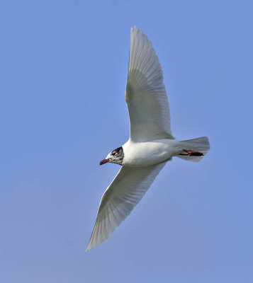 Mediterranean Gull 
