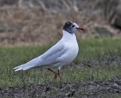 Mediterranean Gull