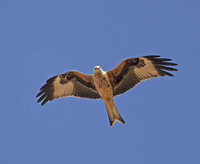 Red Kite 