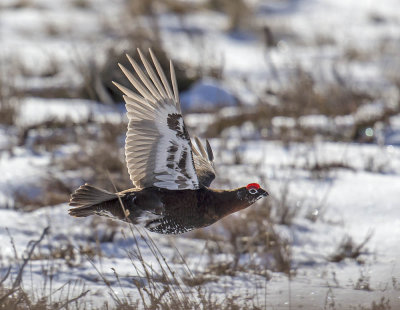 Red Grouse 