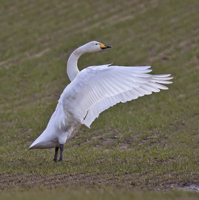 Whooper Swan 