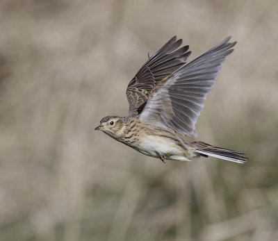 Skylark 