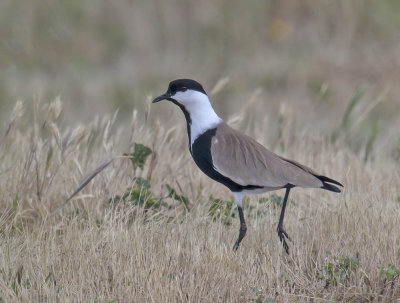 Spur-winged Plover 