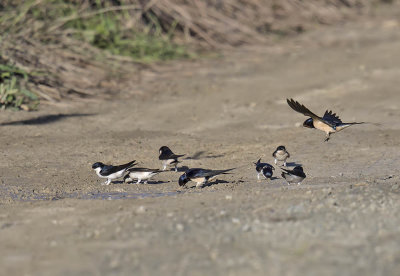 House Martins and Swallows