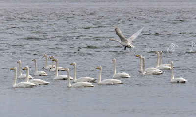 Whooper Swans 