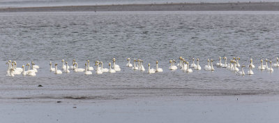 Whooper Swans 