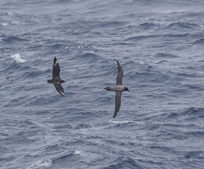 Light-mantled Albatross and Antarctic Skua