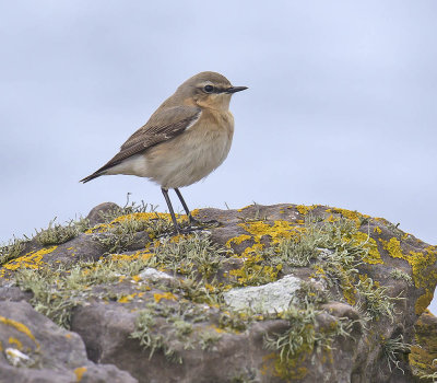 Wheatear 