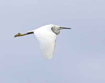 Little Egret 