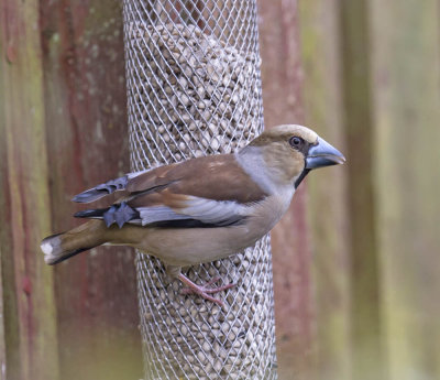 Hawfinch 