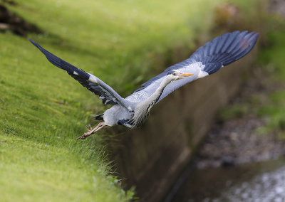Grey Heron 