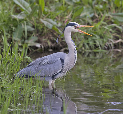 Grey Heron 