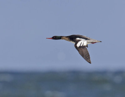 Red-breasted Merganser