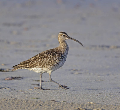 Whimbrel 