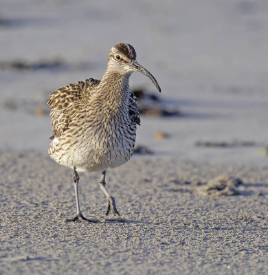 Whimbrel 