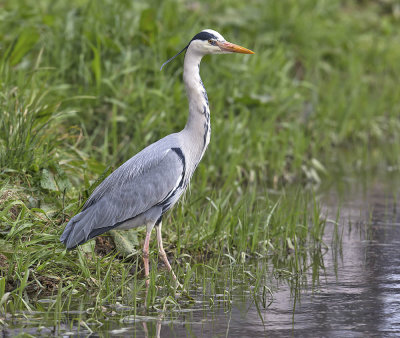 Grey Heron