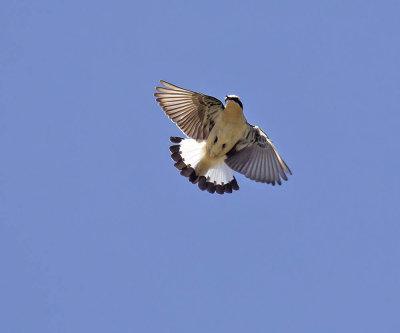 Wheatear 