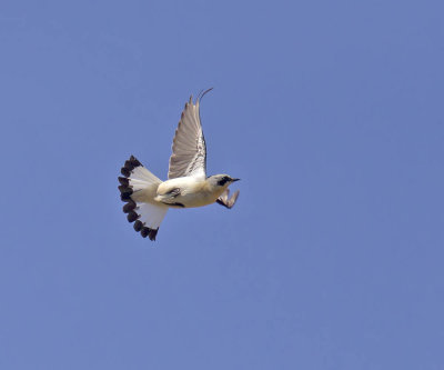 Wheatear 