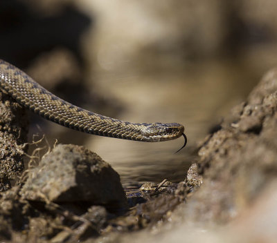 Adder 