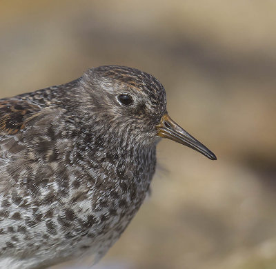 Purple Sandpiper 