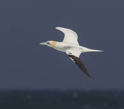 Gannet 
