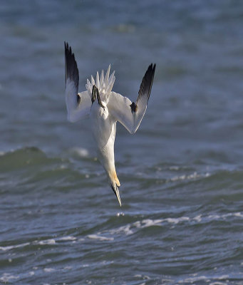 Gannet 