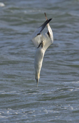 Gannet 