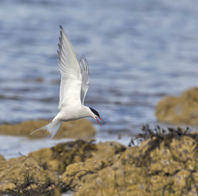 Common Tern