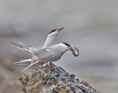 Common Terns 