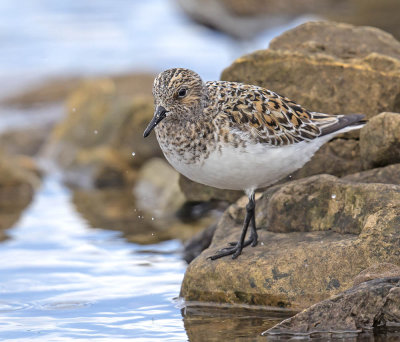 Sanderling 