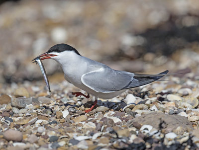 Common Tern 