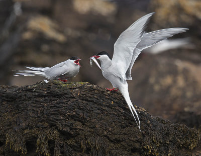 Common Terns 