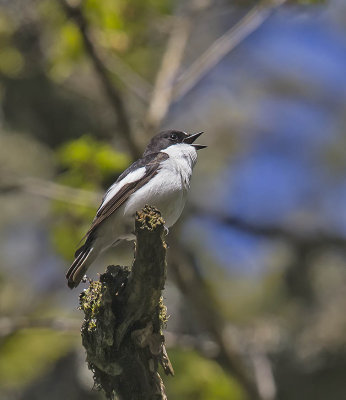 Pied Flycatcher 