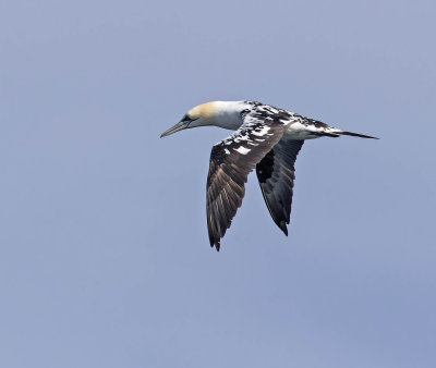 Gannet (3rd winter)