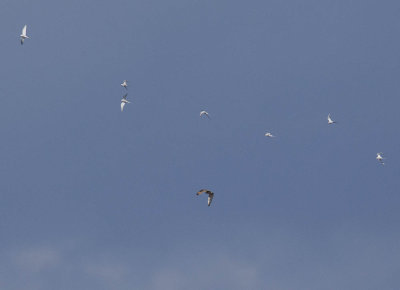 Terns and Short-eared Owl