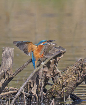 Kingfisher 