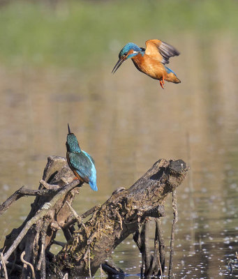 Kingfishers