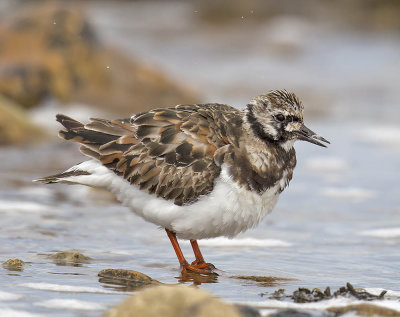 Turnstone 