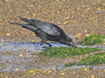 Carrion Crow 