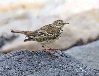 Meadow Pipit 