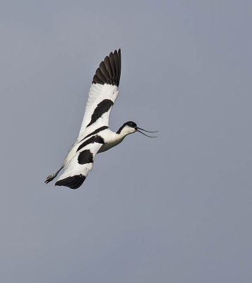 Avocet 