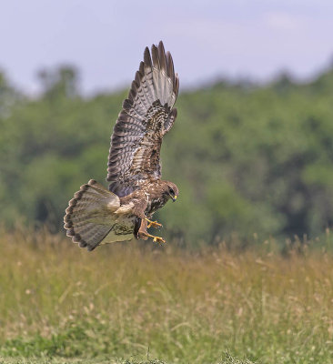 Buzzard 