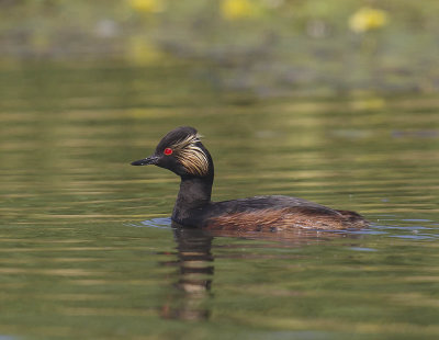 Black-necked Grebe 