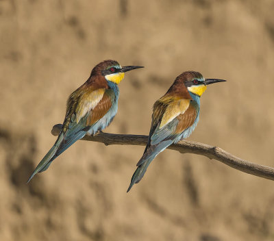 Bee-eater 