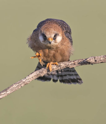 Red-footed Falcon (female)