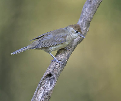Blackcap 
