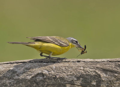 Yellow Wagtail 