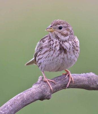 Corn Bunting 