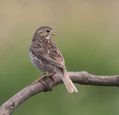 Corn Bunting