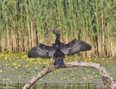 Pygmy Cormorant